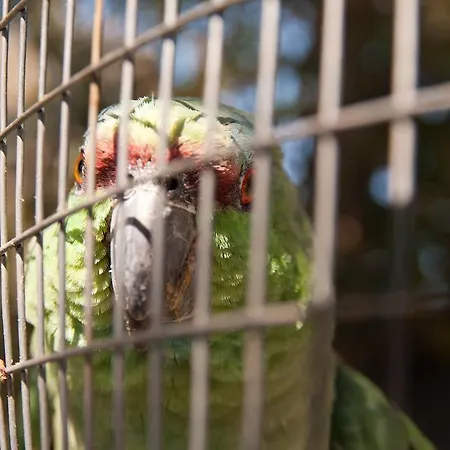 מלון דירות Faros Livadia (Tilos)